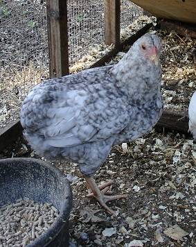 Araucan chickens: photo and description 