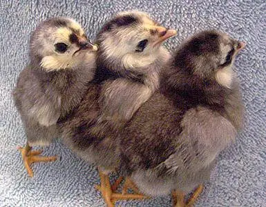 Araucan chickens: photo and description 