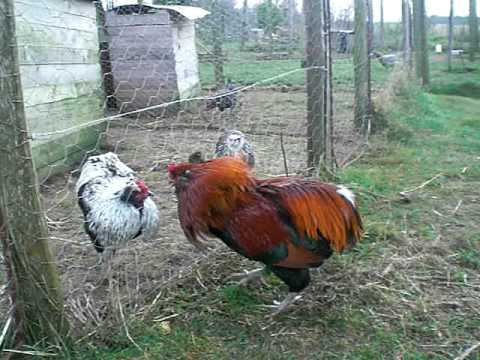 Araucan chickens: photo and description 