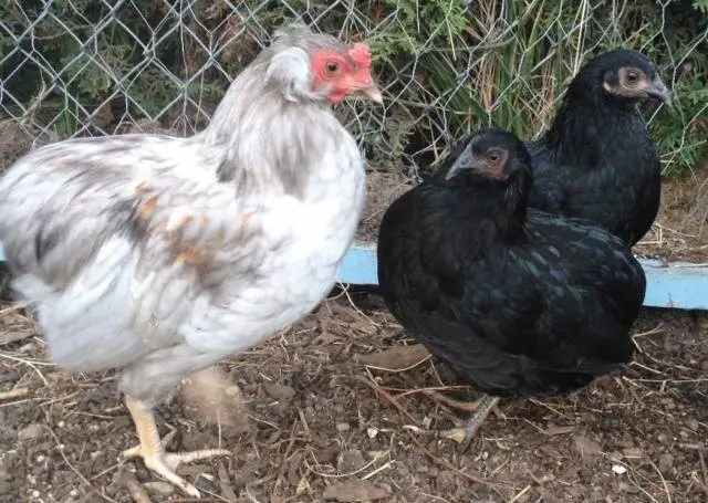 Araucan chickens: photo and description 