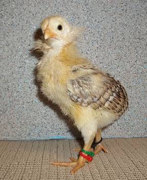 Araucan chickens: photo and description 