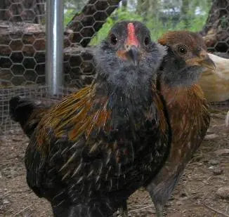 Araucan chickens: photo and description 