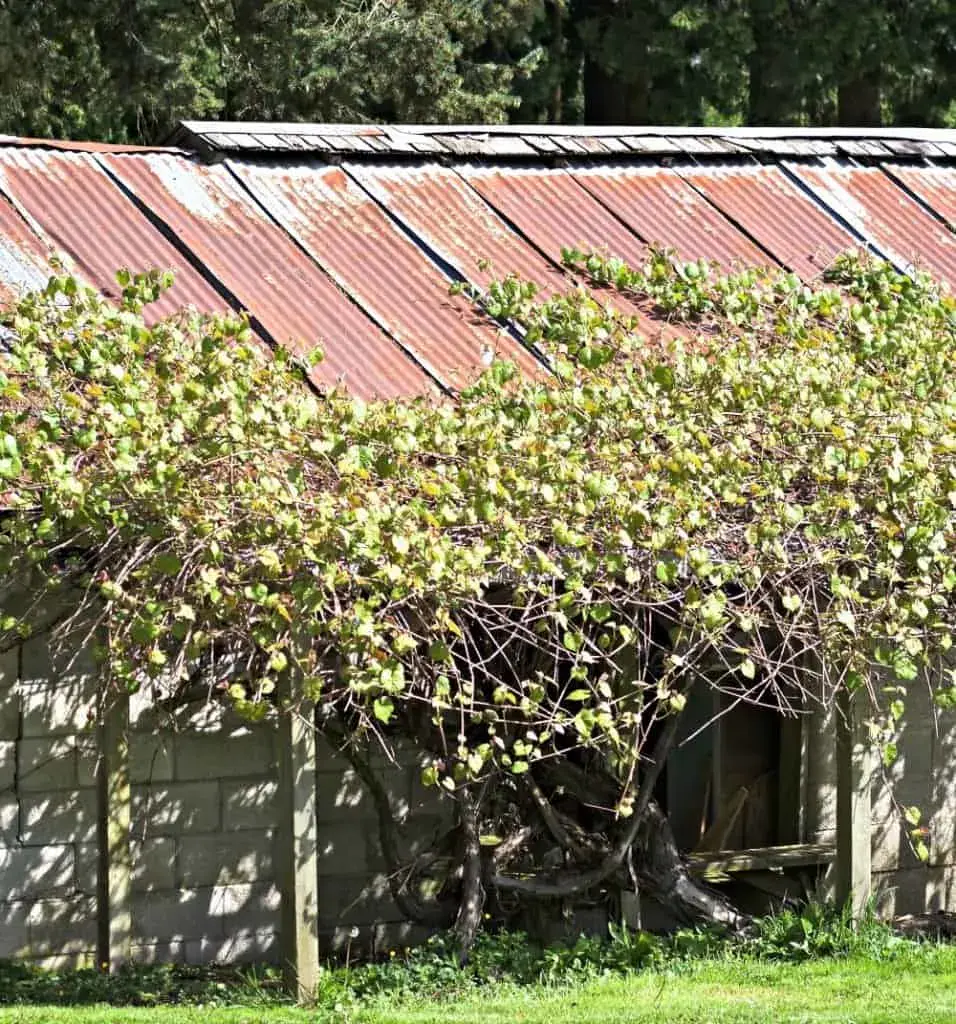 Arbor for grapes: how to make a metal frame and tighten it with a vine, a choice of non-covering bush varieties