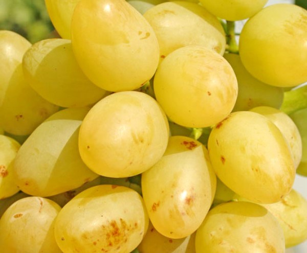 Arcadia grape variety: features and characteristics