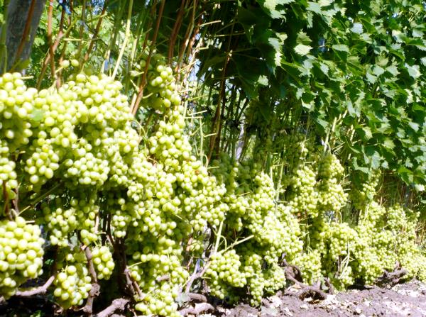 Arcadia grape variety: features and characteristics