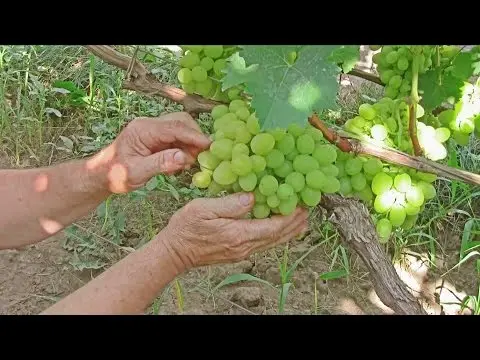 Arcadia grape variety: features and characteristics