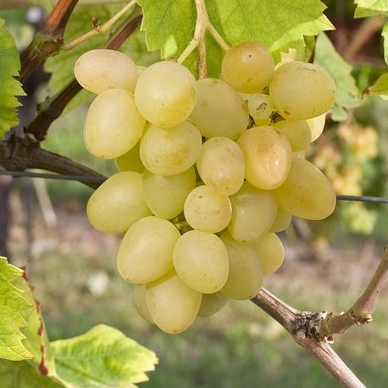 Arcadia grape variety: features and characteristics