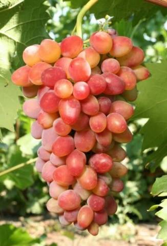 Arched grapes: variety description, photos, reviews