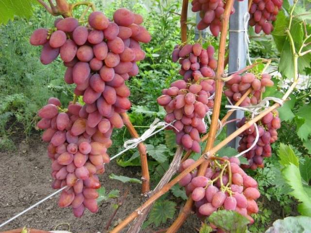 Arched grapes: variety description, photos, reviews