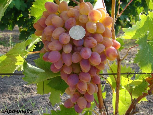 Arched grapes: variety description, photos, reviews