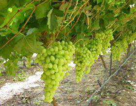 Arched grapes: variety description, photos, reviews