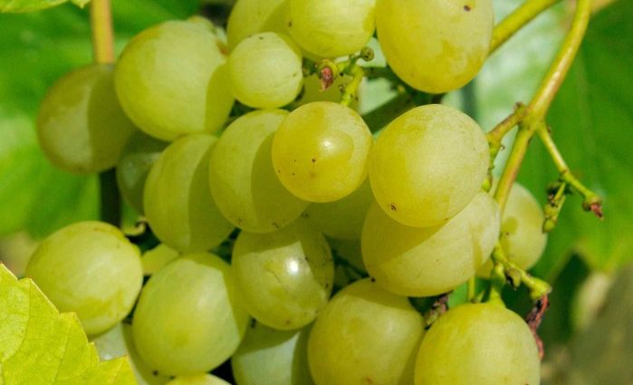 Arched grapes: variety description, photos, reviews