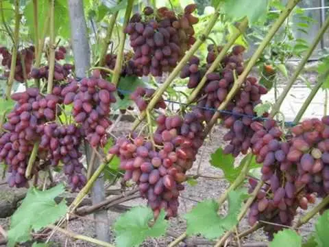 Arched grapes: variety description, photos, reviews