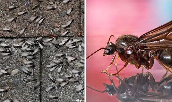 Are flying ants dangerous to us?