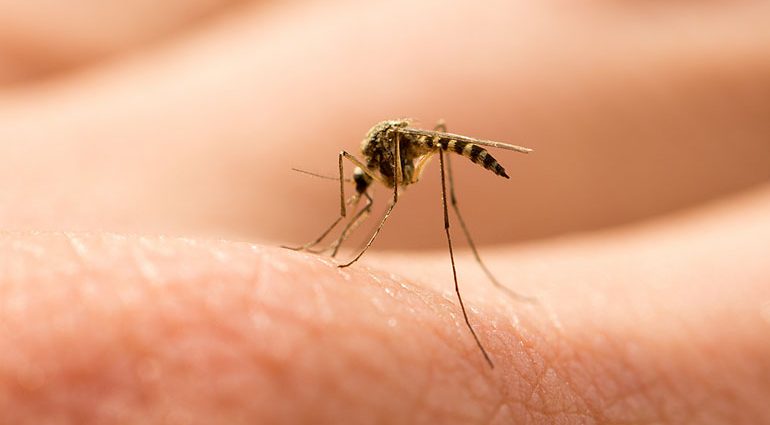 Are mosquitoes driving you crazy? Do you know how to fight them? Check yourself!