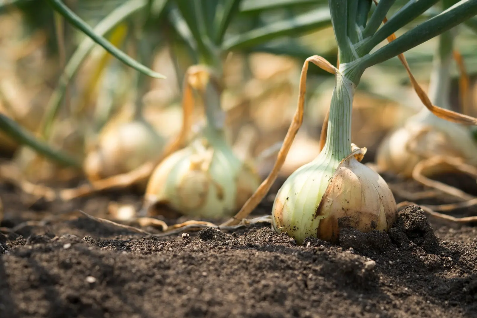 Are onion sets soaked before planting?