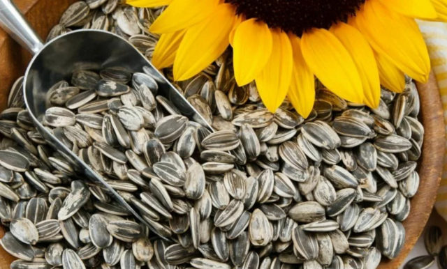 Are roasted sunflower seeds healthy?