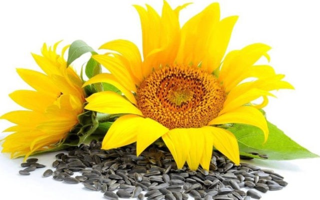 Are roasted sunflower seeds healthy?