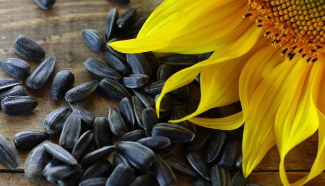 Are roasted sunflower seeds healthy?