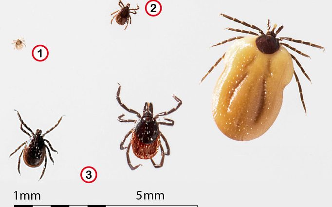 Are there more and more ticks in Poland? Expert: They are definitely active longer, almost all year round