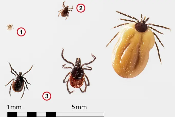 Are there more and more ticks in Poland? Expert: They are definitely active longer, almost all year round