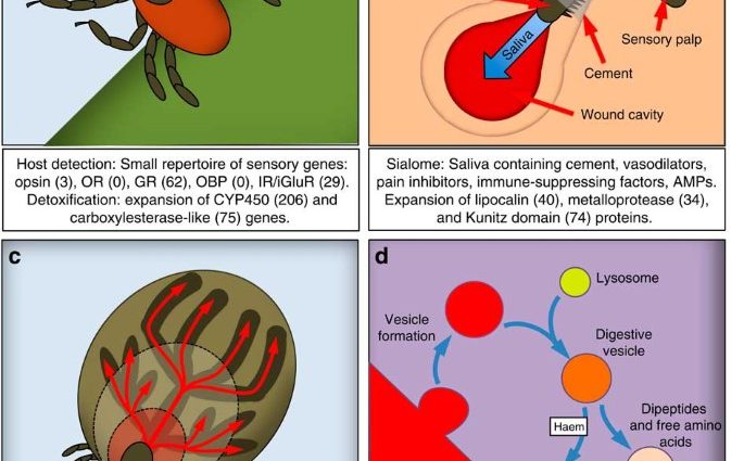 Are ticks active in winter? Explains the parasitologist [EXPLAINED]