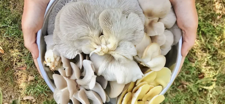 Are you going mushroom picking? Never with a plastic bag