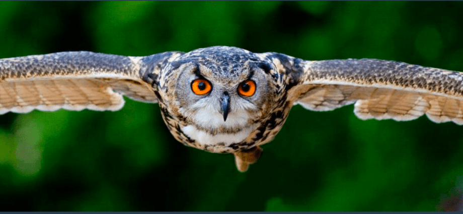 Are you more an owl than a lark? It could be dangerous