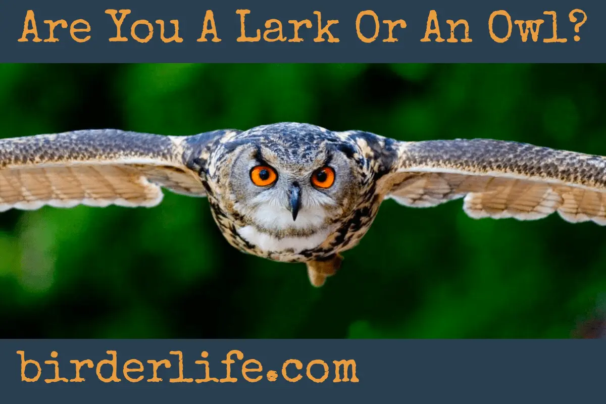 Are you more an owl than a lark? It could be dangerous