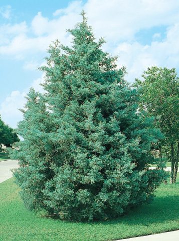 Arizona cypress: photo and description