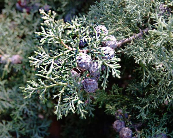 Arizona cypress: photo and description