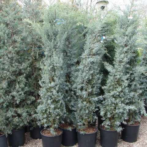 Arizona cypress: photo and description