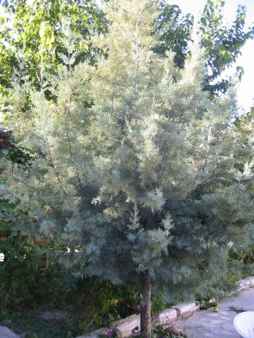 Arizona cypress: photo and description