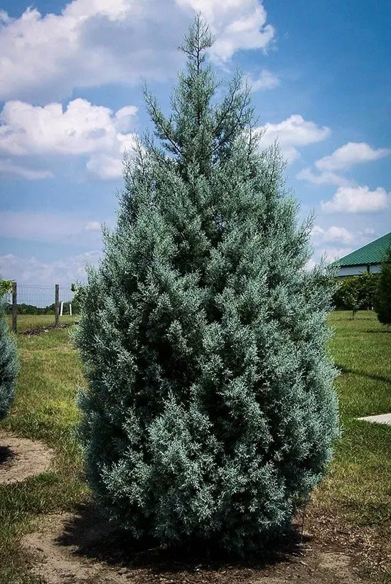 Arizona cypress: photo and description