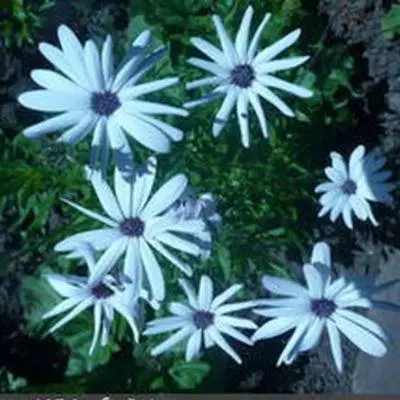 Arktotis: photo of flowers, when to plant seedlings