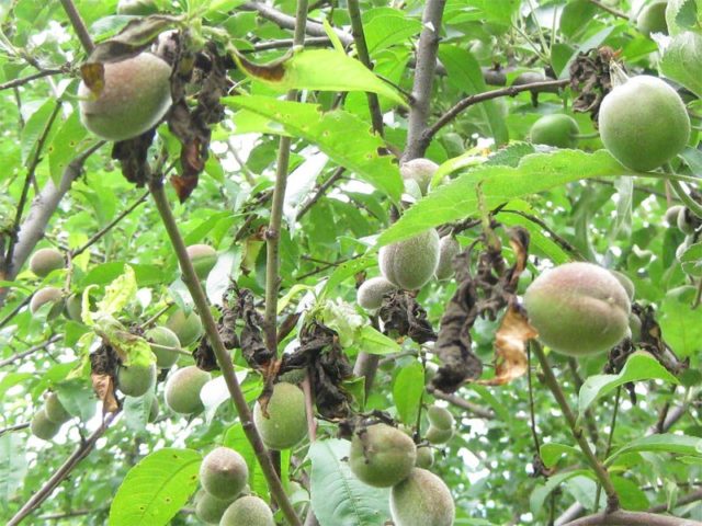 Armenian apricot Yerevani (Shalakh, White): description, photo, characteristics