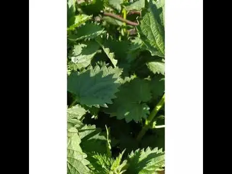 Armenian nettle porridge