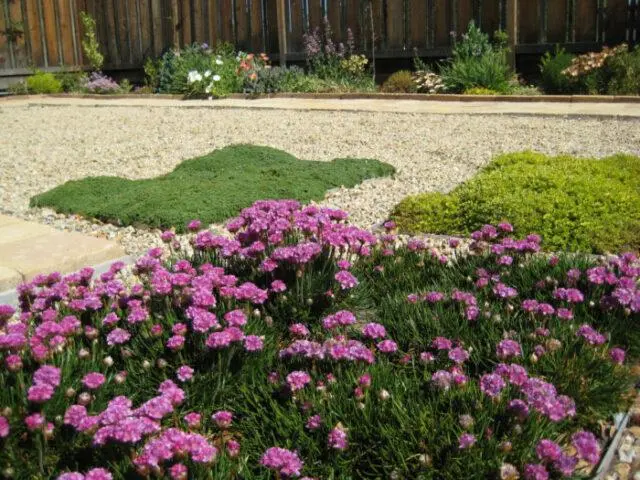 Armeria: planting and care in the open field, photo of flowers