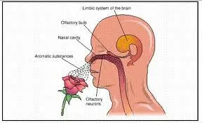 Aromatherapy &#8211; how does it affect the senses and the body?