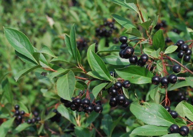 Aronia chokeberry: planting and care