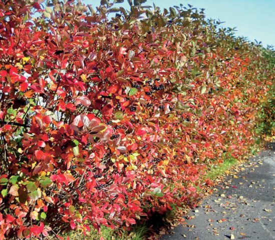 Aronia chokeberry: planting and care