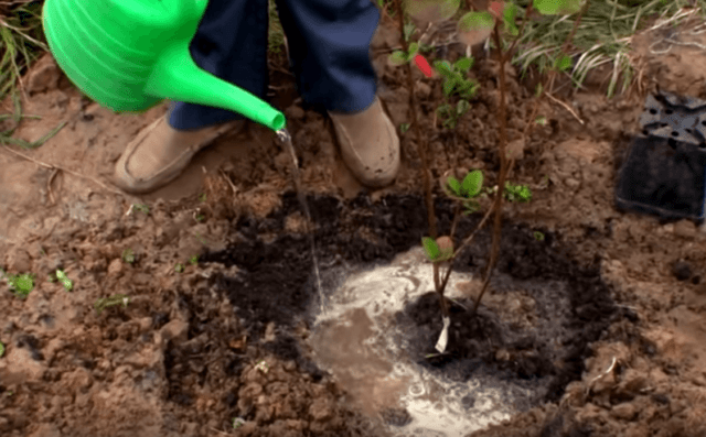 Aronia chokeberry: planting and care