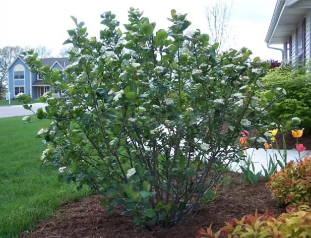 Aronia chokeberry: planting and care