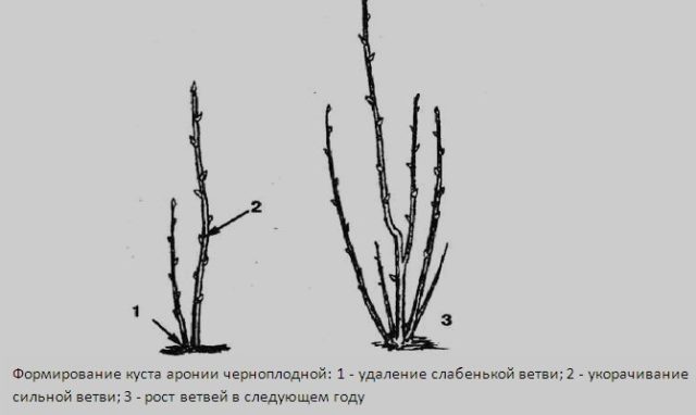 Aronia chokeberry: planting and care