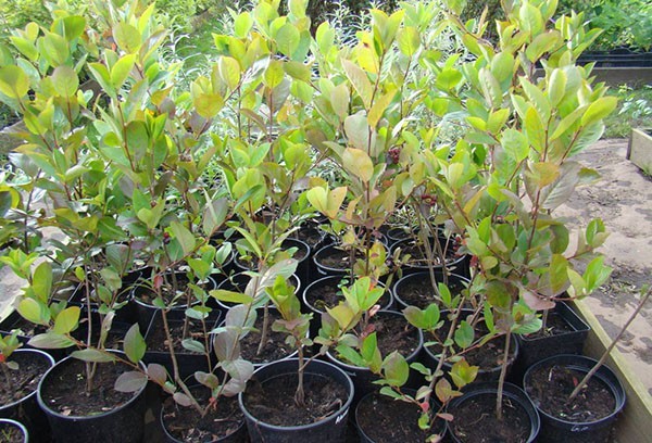 Aronia chokeberry: planting and care