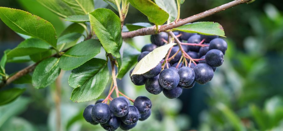 Aronia chokeberry: planting and care