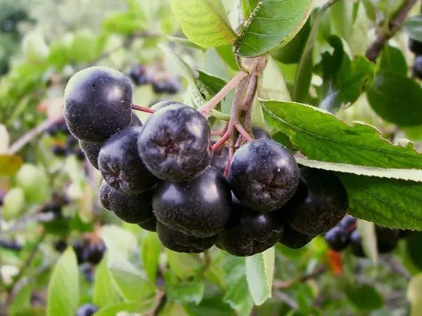 Aronia jam for the winter: 15 recipes