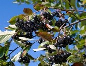 Aronia