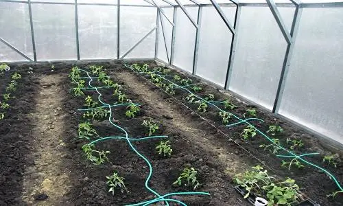 Arrangement of a polycarbonate greenhouse inside + photo