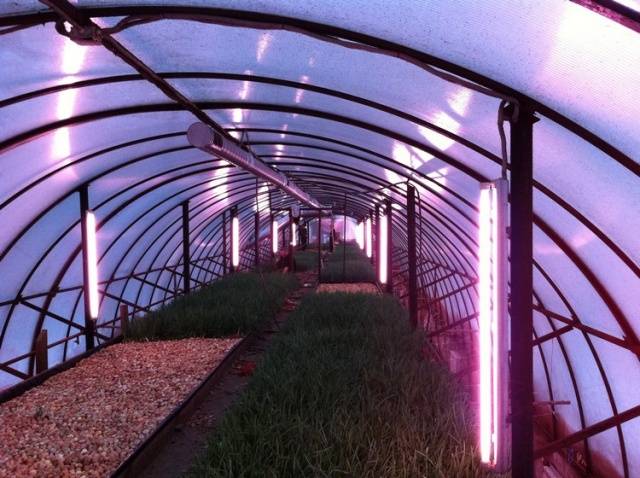 Arrangement of a polycarbonate greenhouse inside + photo